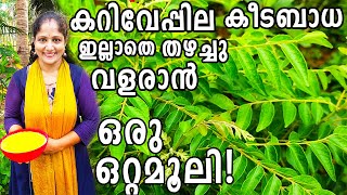 കറിവേപ്പില കീടബാധ ഇല്ലാതെ തഴച്ചുവളരാൻ ഒരു ഒറ്റമൂലി! | Zero Cost POWERFUL Curryleaves Pesticide!