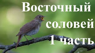 Восточный соловей 1 часть