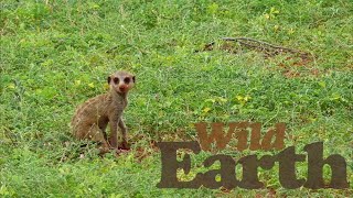 WildEarth - Sunset - 12 February 2021