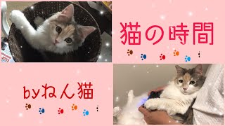 ［鉄拳7］ 猫の時間［強くなるために、楽しんで勉強して行きましょう！］