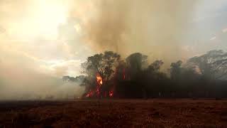 Fires in Brazil wetlands surge as drought looms | REUTERS