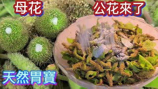 ❗️胃酸剋星❗️顧胃如刀天然胃寶❗️公花來了❗️我的粗茶淡飯