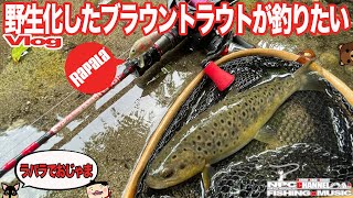 【Vlog】釣行日記:ラパラで野生化したブラウントラウトを狙う【渓流釣り】【FISHING×MUSIC】