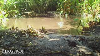 Florida Alligators in a Flooded Hardwood Swamp