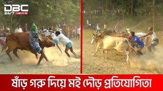 গ্রাম বাংলার ঐতিহ্যবাহী ষাঁড় গরু দিয়ে মই দৌড় প্রতিযোগিতা | DBC NEWS Special