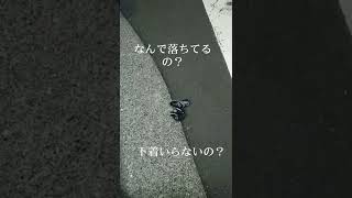 女性下着が落ちてました(笑)