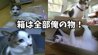 猫は箱があったら入りたい！