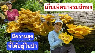 เก็บเห็ดนางรมสีทอง ป่านิวยอร์ก อเมริกา เก็บเห็ดต่างประเทศช่วงหน้าร้อน Golden Oyster mushroom Ep191