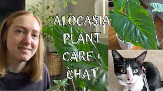 Elephant Ear Plant | Alocasia Plant Care