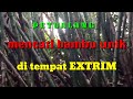 PETUALANG MENCARI BAMBU UNIK | DAPAT BAMBU RUAS PENDEK, DAN JENIS BAMBU TUMPANG SARI #zonagadogado