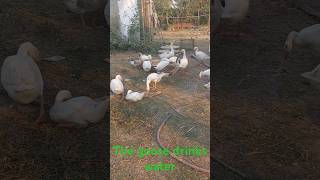 The goose drinks water #shortsvideo #shortvideo #trending #shortvideo #shortsvideo #shortsfeed