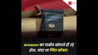 Amazon का पार्सल खोलते ही उडे़ होश, अंदर था जिंदा कोबरा, देखें वीडियो