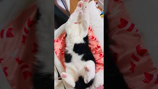 【KIKI】床でひっくり返ると誰でも可愛くなれるらしい#猫 #cat #shorts