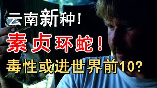 毒性或进世界前十｜素贞环蛇—采集标本背后还有一段鲜为人知的悲情故事【世界记忆大师龙雅】