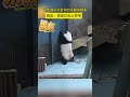 熊猫花花会说话了，网友：快送她去上学吧【Panda：♀和花He Hua】