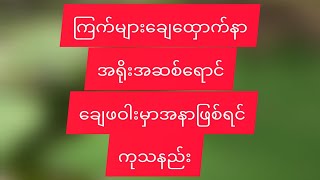 ကြက်များချေထှောက်နာအရိုးအဆစ်ရောင်ပြီးလမ်းမလျှောက်နိုင်ရင်ကုသနည်း Aunglovefamily