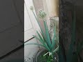 HOW TO PROPAGATE ONION LEEKS PAANO MAGPARAMI NG ONION LEAKS SA PASO#shortfeeds #SATISFYING #PLANTS