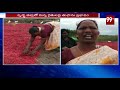 రైతులకు నష్టం మిగిల్చిన పెథాయ్ తుఫాన్ pethai cyclone effect on mirchi farmers 99tv telugu