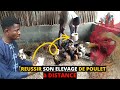 ELEVAGE poulet GOLIATH et LOCAL en AFRIQUE N*5 (investir au pays) comment faire AVICULTURE rentable?