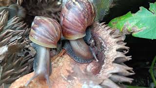 Helix pomatia,known as the Roman snail, Burgundy snail,or escargot, is a species of large@eng-eng-22