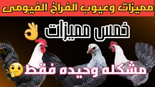 مميزات وعيوب الفراخ الفيومى الفضى البيور افضل فراخ فى انتاج البيض 👌