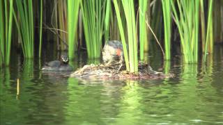 野鳥撮影・ カイツブリ  Little grebe 1/2