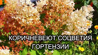 КОРИЧНЕВЕЮТ СОЦВЕТИЯ  И ЛИСТЬЯ ГОРТЕНЗИИ? Срочно опрыскайте кусты этими препаратами!