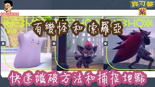 【寶可夢朱紫】百變怪 、 索羅亞 快速識破方法和捕捉地點｜ポケットモンスタースカーレット・バイオレット｜Pokémon Scarlet \u0026 Violet｜KalvinGames卡爾文的遊戲頻道