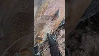 Face to Face with 100lb MONSTER! (Extreme Handline Fishing)