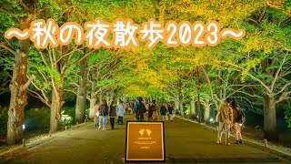 ～秋の夜散歩2023～ in 国営昭和記念公園（かたらいのイチョウ並木）