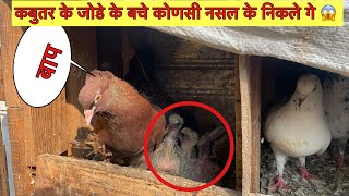 Fancy कबुतर के जोडे मे कोण￼सी नसल के बचे नीकले गे 😱#highflypigeon #yavatmalpigeon #dailyvideos