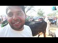 यस्तो हुन्छ गाइ को बजार जहाँ हजारौं गाई खरिद बिक्रि हुन्छ biggest cow market