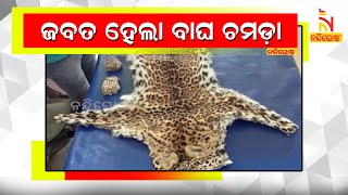 Tiger Skin Seized In Mayurbhanj, One Arrested | NandighoshaTV