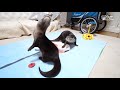 魚を食べないカワウソビンゴと魚大好きベル fish hater otter bingo u0026 fish lover belle