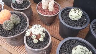 선인장이야기 맥도가리. Ortegocactus macdougallii