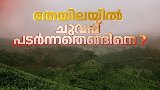 തേയിലയിൽ ചുവപ്പ് പടർന്നതെങ്ങിനെ ? | ഒരു ദേശത്തിൻ്റെ കഥ