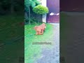 Amazing Playing ball dog #trindingviral