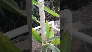 Dragon Fruit Plant Growing Stage Information