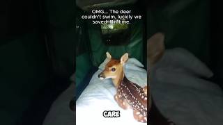 Rescuing a deer that fell into the river #rescueanimals #animals #animalrescue #deer