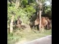 சத்தியமங்கலம் to மைசூர் ரோடு dhimbamghatroad sathyamangalamforest village road side elephant