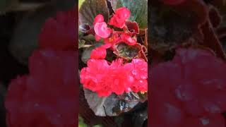 Wax begonia pink colour/মোম বেগোনিয়া গোলাপী রঙের