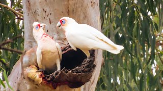 Long-billed corellas in the wild