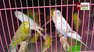 అందమైన పక్షులు | Beautiful Birds | Variety Birds