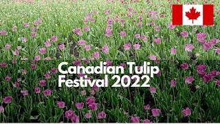 Canadian Tulip Festival | Ottawa