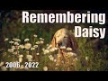 Remembering Daisy 2006 - 2022