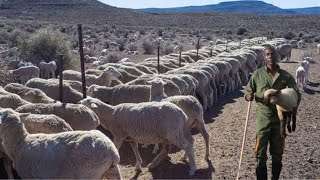 How He Makes Profit Keeping the BIGGEST! Sheep : Hampshire-Down