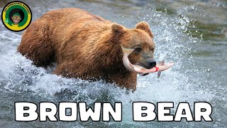 Brown Bears