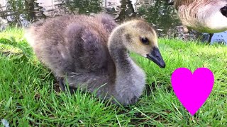 Canada Goose Chicks Living in the City [Germany]