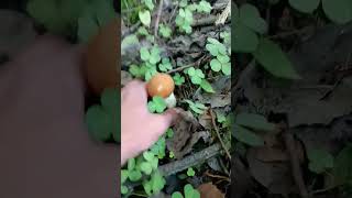 #грибы2024 #mushroom #nature