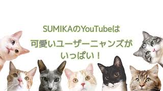 猫ぐらしブランド『キミとワタシのSUMIKA』可愛いユーザーニャンズが続々と登場する癒しのYouTube‼